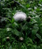 Cirsium helenioides