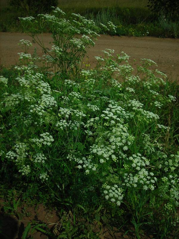 Изображение особи Conium maculatum.