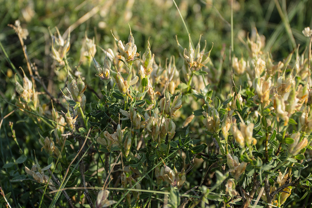 Image of familia Fabaceae specimen.