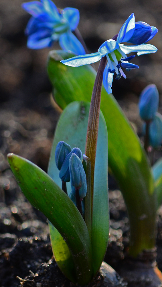 Изображение особи Scilla siberica.