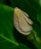 Catharanthus roseus