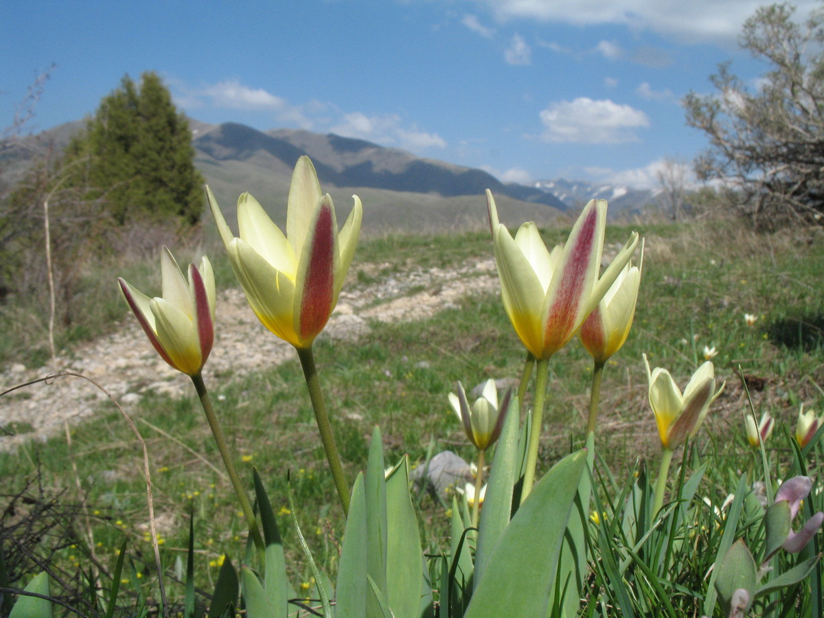 Image of Tulipa berkariensis specimen.