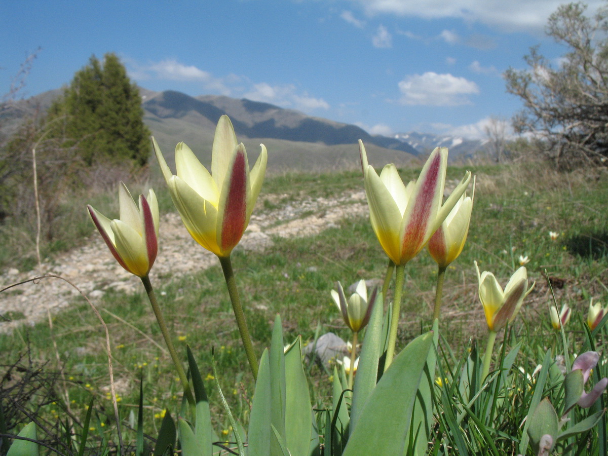 Изображение особи Tulipa berkariensis.