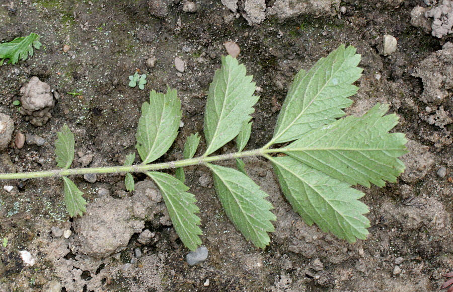 Image of Potentilla dombeyi specimen.
