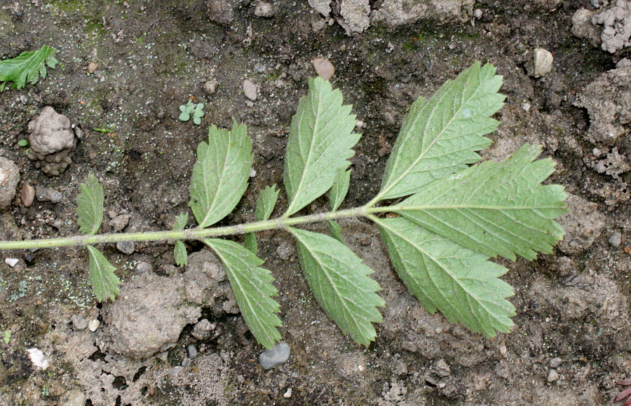 Изображение особи Potentilla dombeyi.