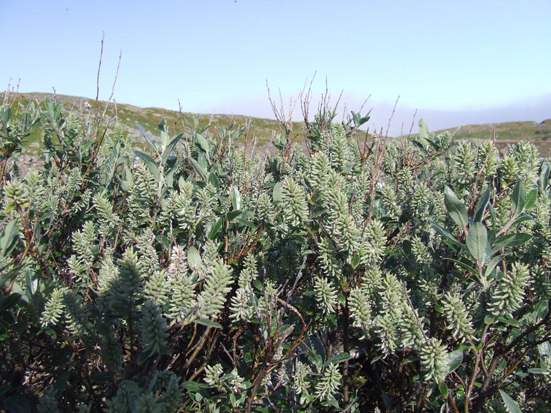 Image of Salix glauca specimen.