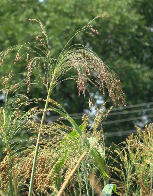 Изображение особи Sorghum saccharatum.