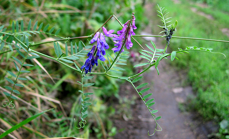 Image of Vicia cracca specimen.