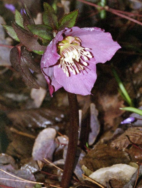 Изображение особи Helleborus abchasicus.