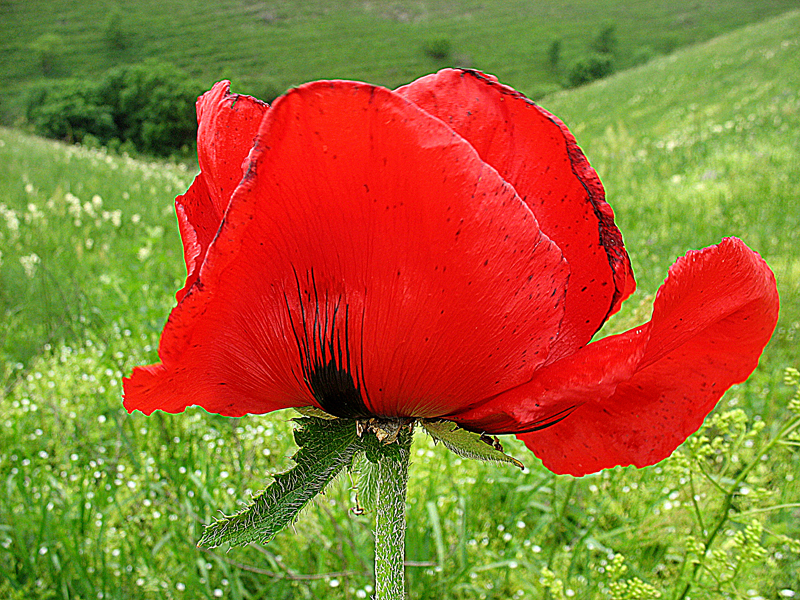 Image of Papaver bracteatum specimen.