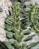 Hyoscyamus albus