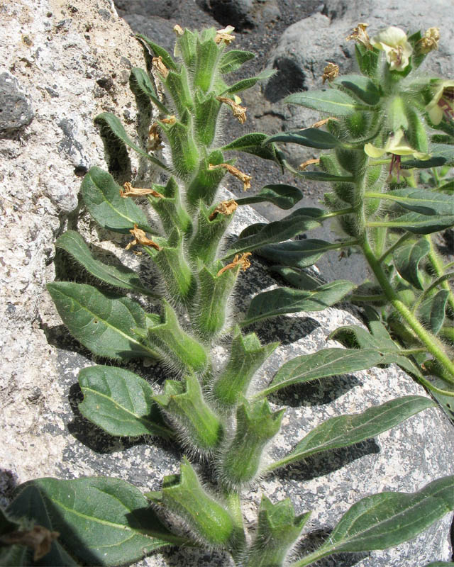 Изображение особи Hyoscyamus albus.