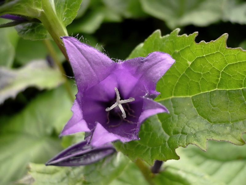 Image of Campanula latifolia specimen.