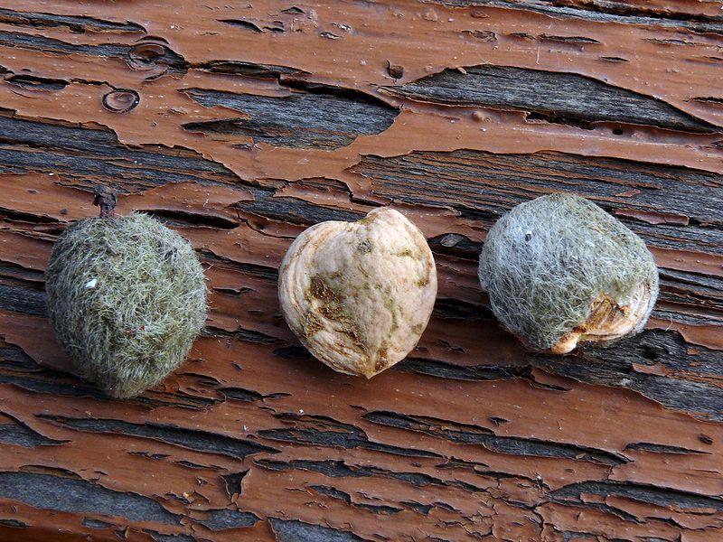 Image of Amygdalus nana specimen.