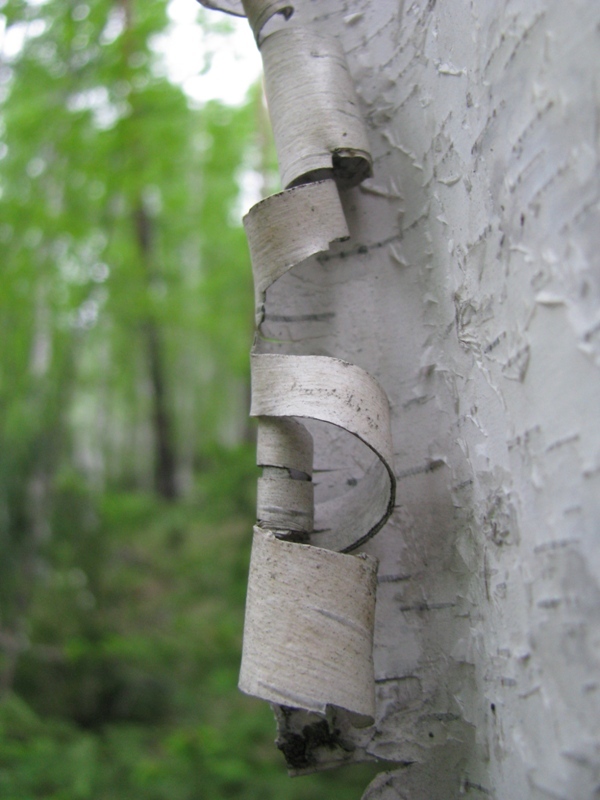 Image of Betula pubescens specimen.