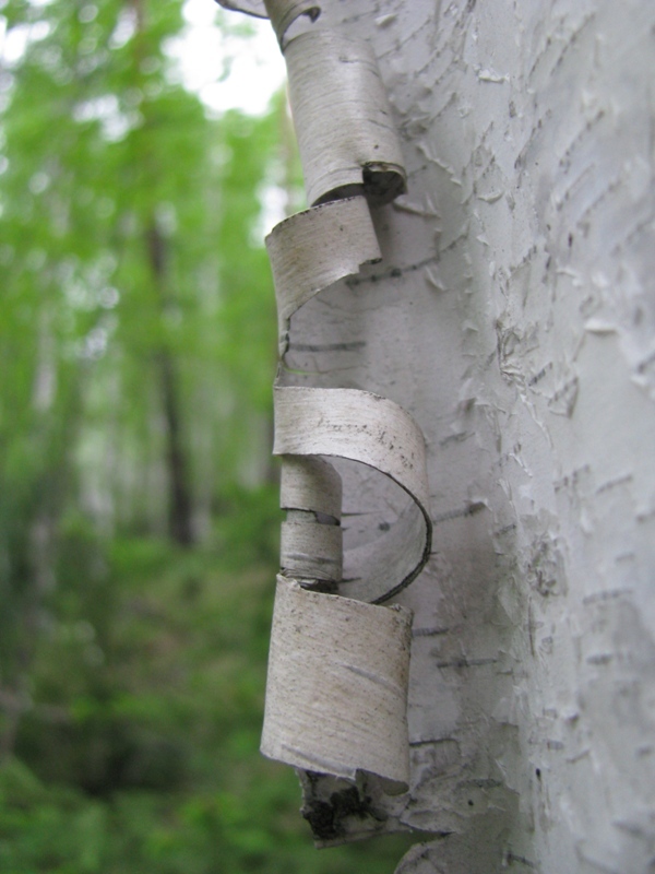 Изображение особи Betula pubescens.