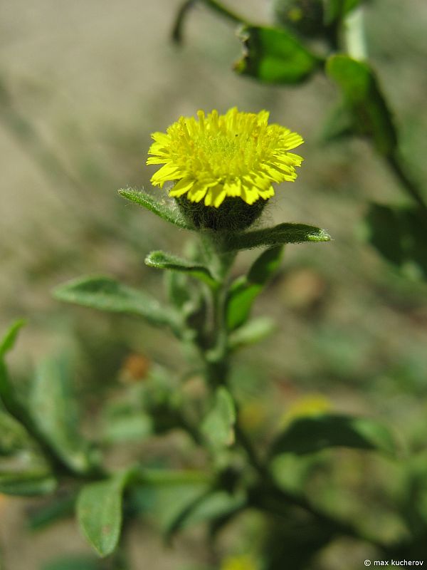 Image of Pulicaria vulgaris specimen.