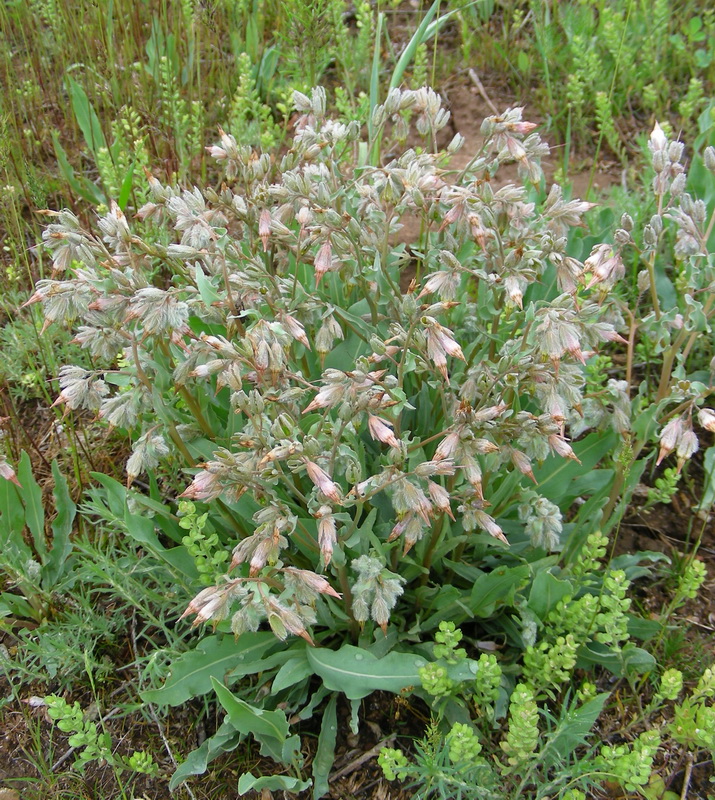 Image of Rindera tetraspis specimen.