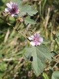 Althaea armeniaca. Часть побега с цветками и завязывающимися плодами. Кыргызстан, Чуйская обл., с. Восток, около водоема. 11.09.2015.