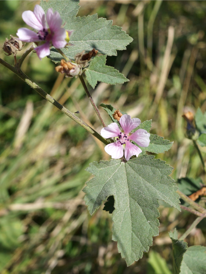Image of Althaea armeniaca specimen.