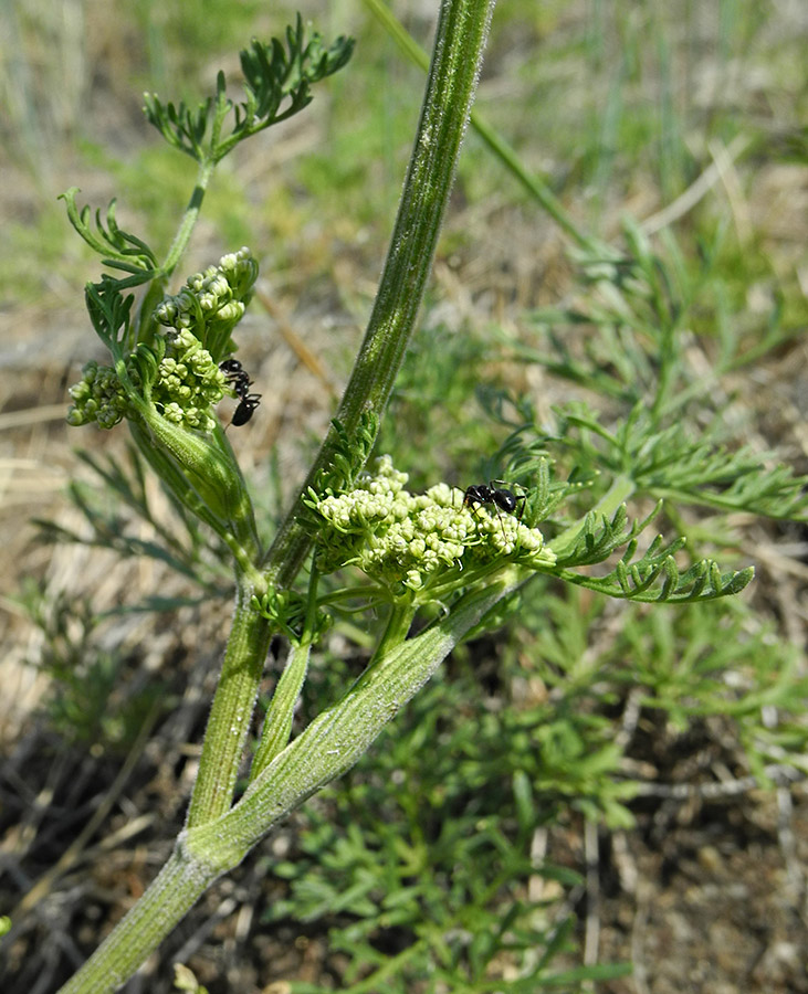 Image of Peucedanum puberulum specimen.
