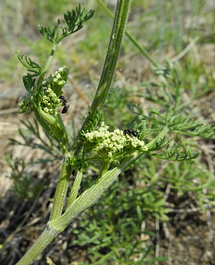 Изображение особи Peucedanum puberulum.