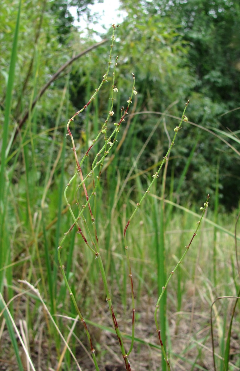 Изображение особи Rumex acetosella.