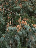 Cedrus atlantica