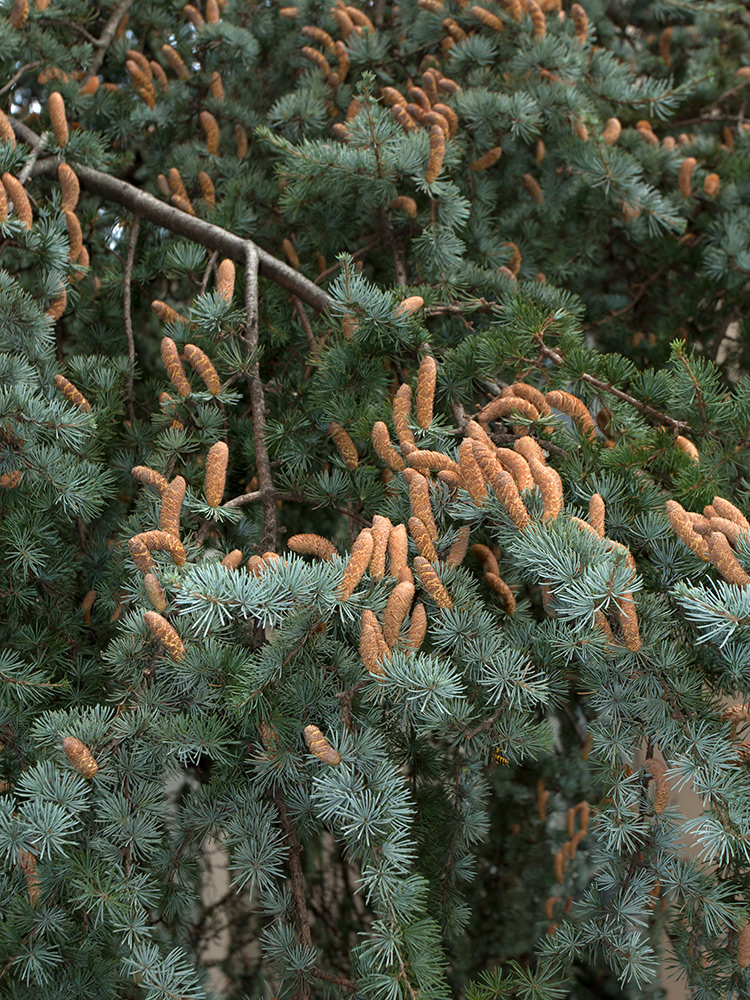 Изображение особи Cedrus atlantica.