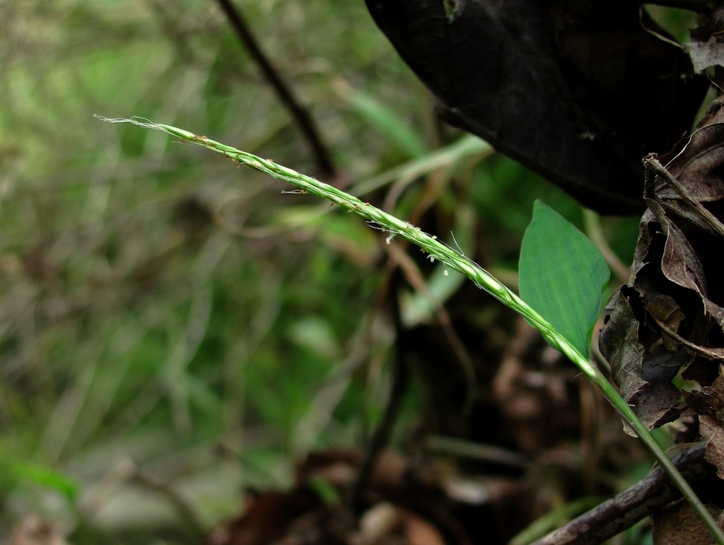 Image of Microstegium japonicum specimen.