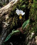 Erythronium caucasicum