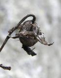 Image of taxon representative. Author is Сергей Банкетов