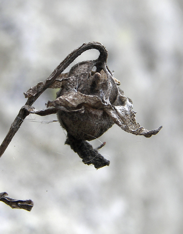 Image of Campanula saxifraga specimen.