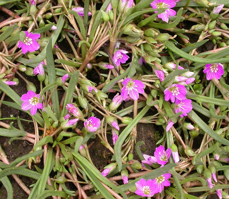 Изображение особи Lewisia pygmaea.