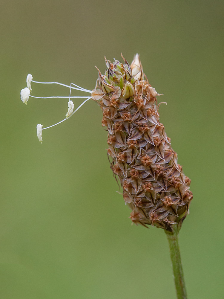 Изображение особи Plantago lanceolata.
