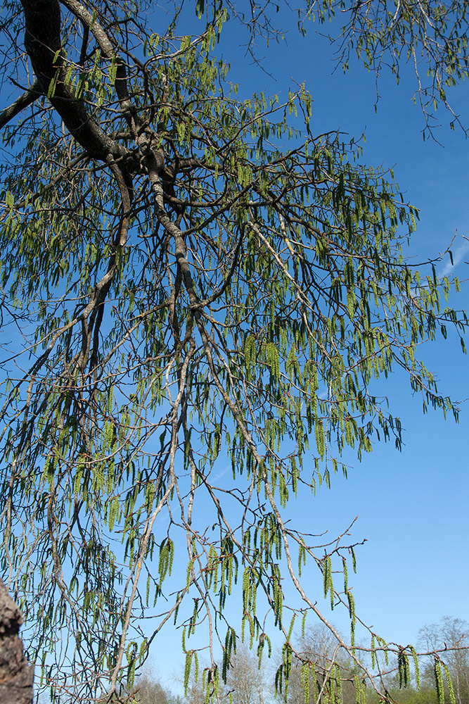 Изображение особи Populus tremula.