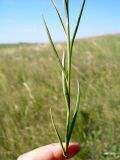 Sisymbrium polymorphum