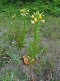 Oenothera biennis