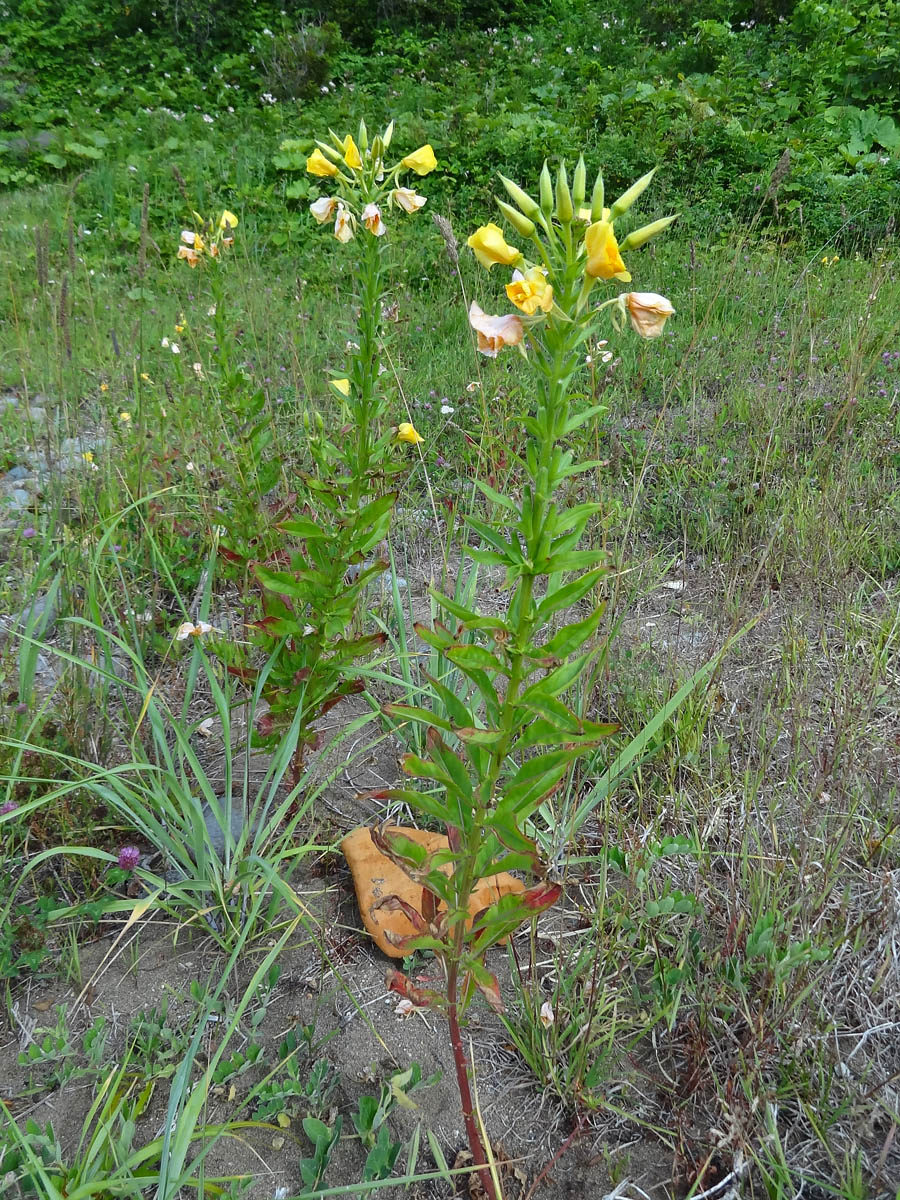 Изображение особи Oenothera biennis.