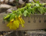 Rhynchocorys stricta