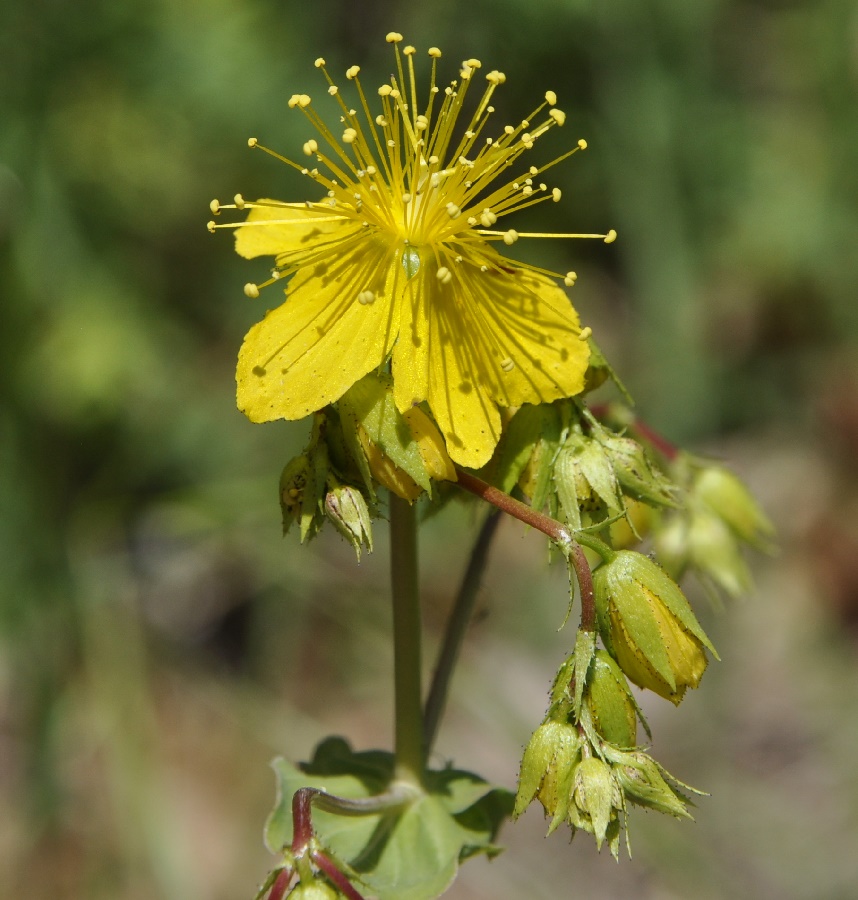 Image of Hypericum montbretii specimen.