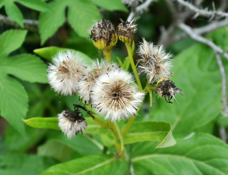 Изображение особи Senecio pseudoarnica.