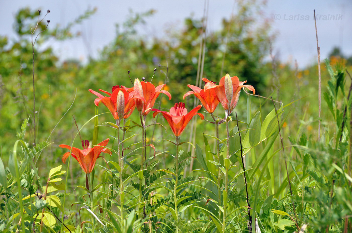 Изображение особи Lilium pensylvanicum.