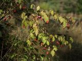 Euonymus verrucosus. Ветви с плодами. Калужская обл., окр. пос. Думиничи, опушка смешанного леса. 24.08.2009.