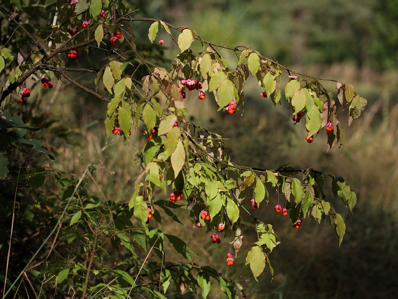 Изображение особи Euonymus verrucosus.