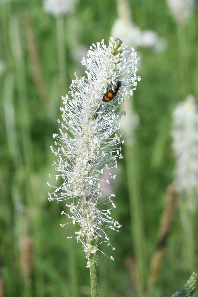 Image of Plantago media specimen.