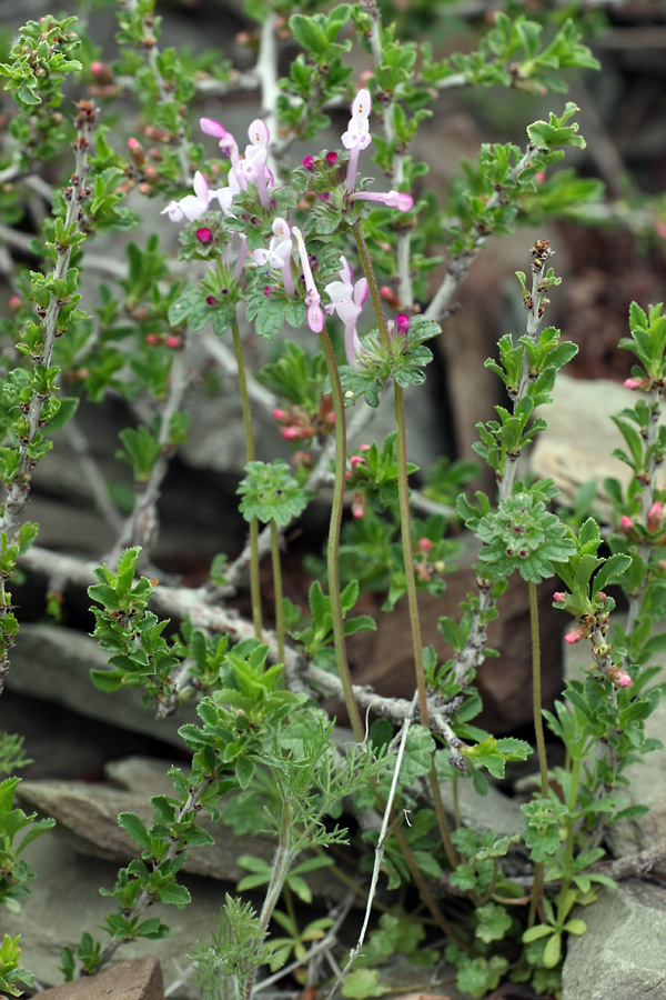 Image of Lamium amplexicaule specimen.