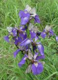 Iris setosa