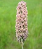 род Alopecurus