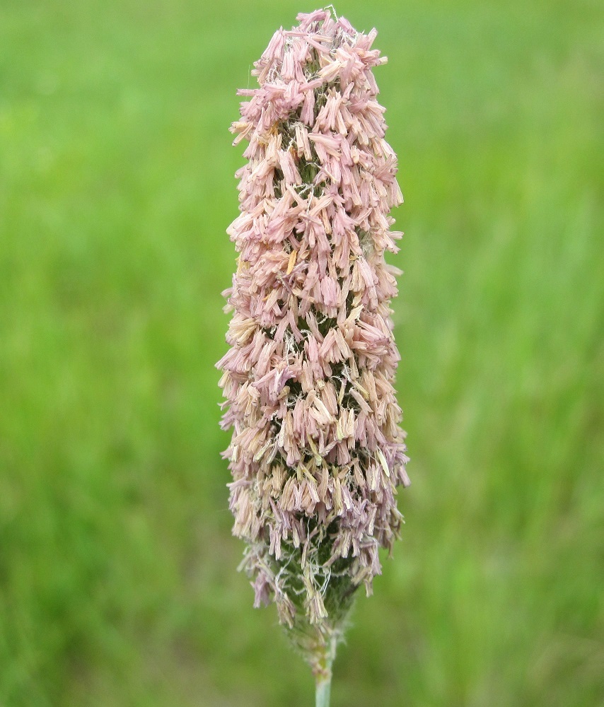 Image of genus Alopecurus specimen.